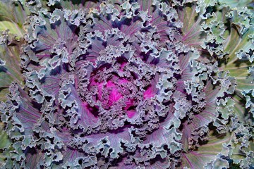 closeup of red cabbage