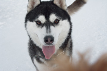 muzzle close - up of young husky, dog with tongue sticking out