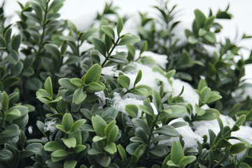snow-dusted green Bush