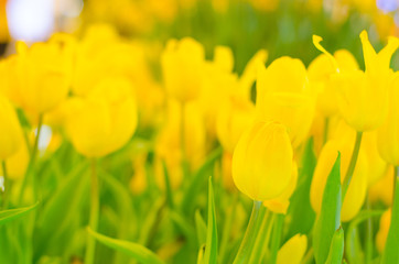 Obraz premium plants