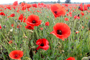 Red Poppies