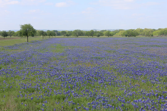 Texas Blue Bonnet Field