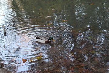Duck in a lake