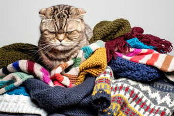 Fototapeta na wymiar Very angry and dissatisfied cat Scottish Fold climbed onto a pile of woolen, knitted clothes and tries to keep warm in the cold autumn or winter.