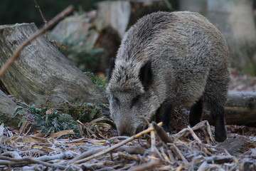 wildschwein