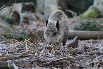 wildschwein