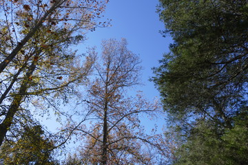 bright sun on fall trees