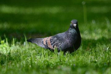 gołąb na trawie © Dariusz Grochal 