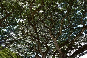 Waimea Valley Tree