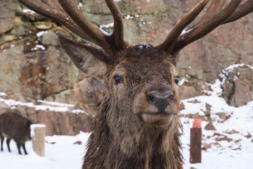 Fototapeta premium A large elk in the woods 