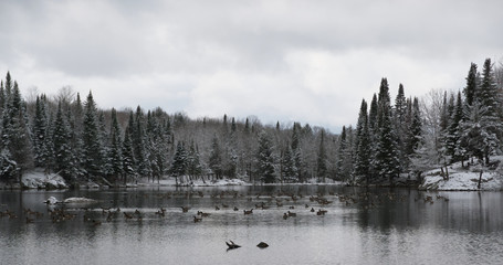 Obraz premium A snow covered landscape