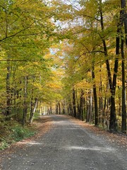 Fototapeta premium road in forest