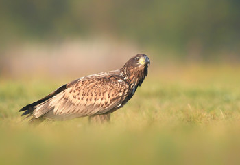 White tailed eagle (Haliaeetus albicilla)
