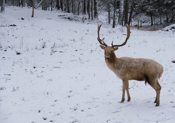 A large elk in the woods 