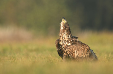 White tailed eagle (Haliaeetus albicilla)