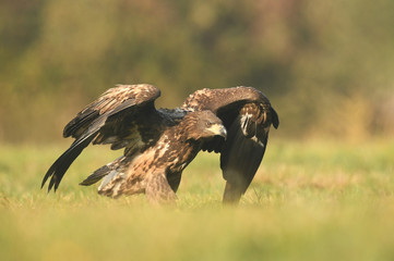 White tailed eagle (Haliaeetus albicilla)