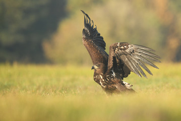 White tailed eagle (Haliaeetus albicilla)