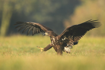 White tailed eagle (Haliaeetus albicilla)