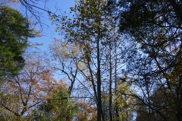 woods in fall