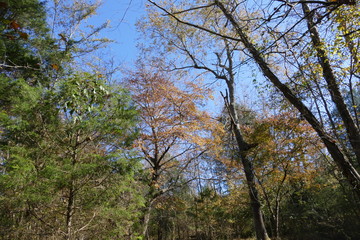 in the woods in fall
