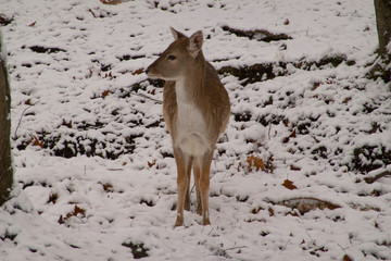 A large elk in the woods 