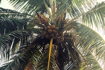 Closeup of coconut tree in beach area