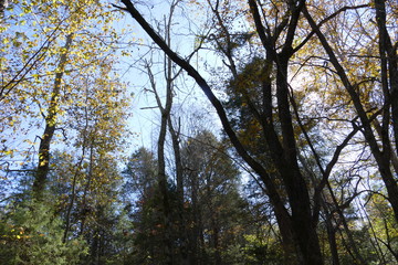 bright November woods