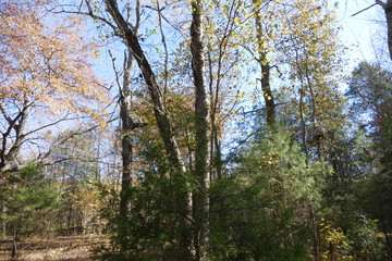 Obraz premium autumn trees