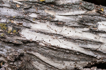 Detailed texture of a tree bark. A tree eaten by termites. Holes from termites. Background