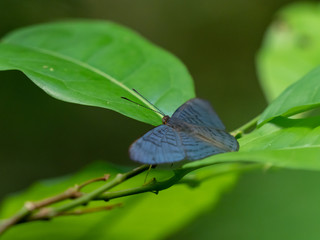 青いシジミタテハ（アツバシジミタテハ）