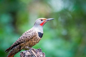 Male red-shafted northern flicker perched on tree stump