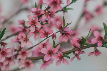 Pastel Colored Cherry Blossoms