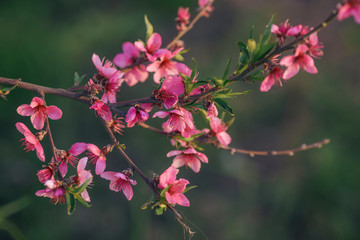 Pastel Colored Cherry Blossoms