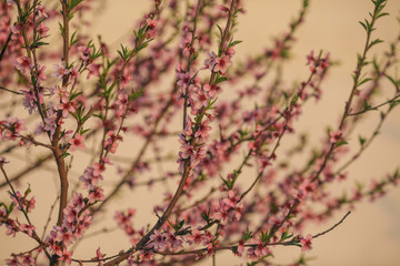 Pastel Colored Cherry Blossoms