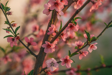 Pastel Colored Cherry Blossoms