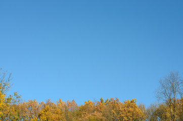Autumn rusty tree background agains blue sky .
