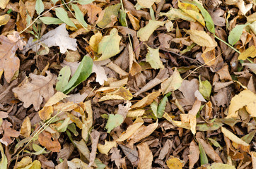 Autumn background . Background of different dry rusty leaves in the park .