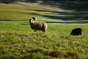 sheep grazing on mountain farmland in switzerland