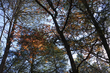 fall scene--cherry and pine