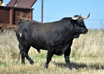 toro negro espa&ntilde;ol con grandes cuernos