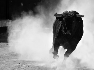 toro bravo español