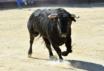 toro negro español en un espectaculo de toreo