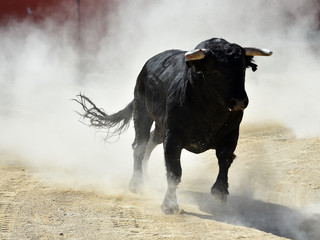 toro negro español con grandes cuernos