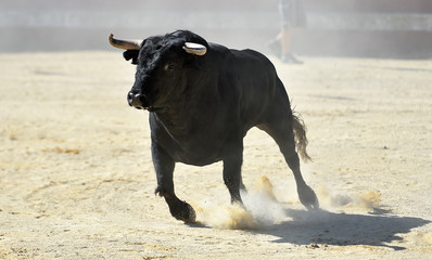 toro negro español en un espectaculo de toreo
