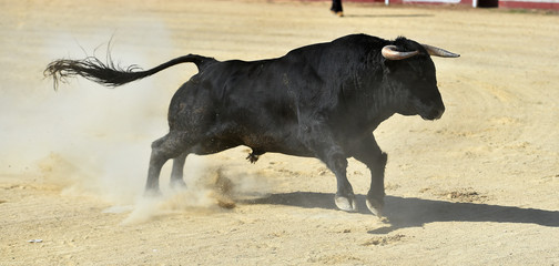 toro negro español en un espectaculo de toreo