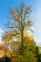 Autumn in British park - Osterley, Isleworth, London, United Kingdom