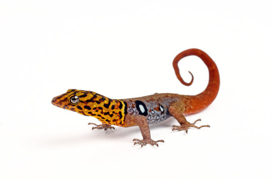Augenfleck Gecko / Augenfleck Zwerggecko (Gonatodes ocellatus) - eyespot gecko