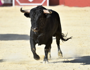 toro negro español con grandes cuernos