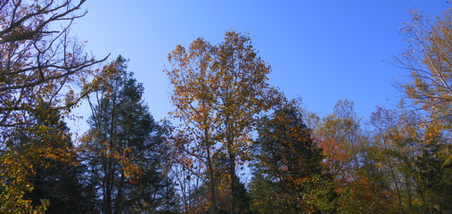 fall trees