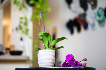 The flowers fall off of an orchid, leaving behind nothing but a stem in a pot. 